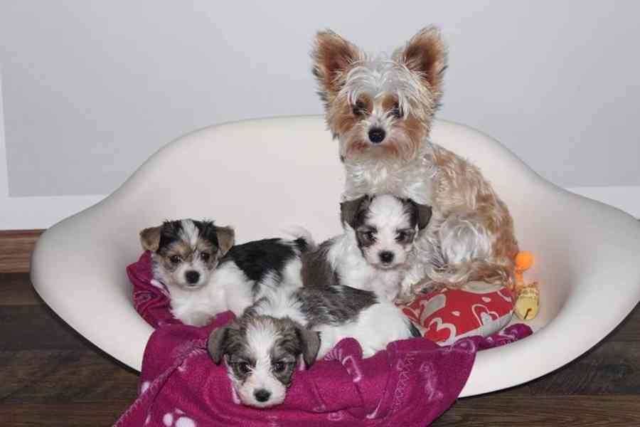 Jorkšírský teriér, Biewer yorkšír krytí, připuštění - foto 12