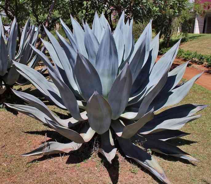 sazenice Agave americana – Agáve obecná - foto 1
