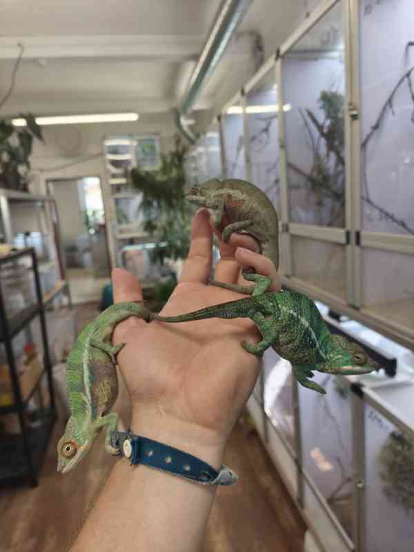 Furcifer pardalis ( Chameleon pardálí ) - foto 2