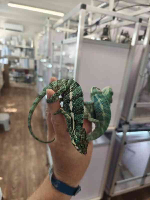 Furcifer pardalis ( Chameleon pardálí ) - foto 7