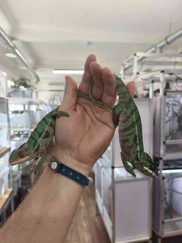 Furcifer pardalis ( Chameleon pardálí ) - foto 4