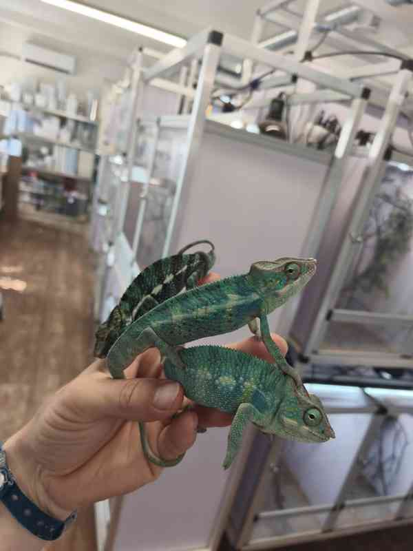 Furcifer pardalis ( Chameleon pardálí ) - foto 5