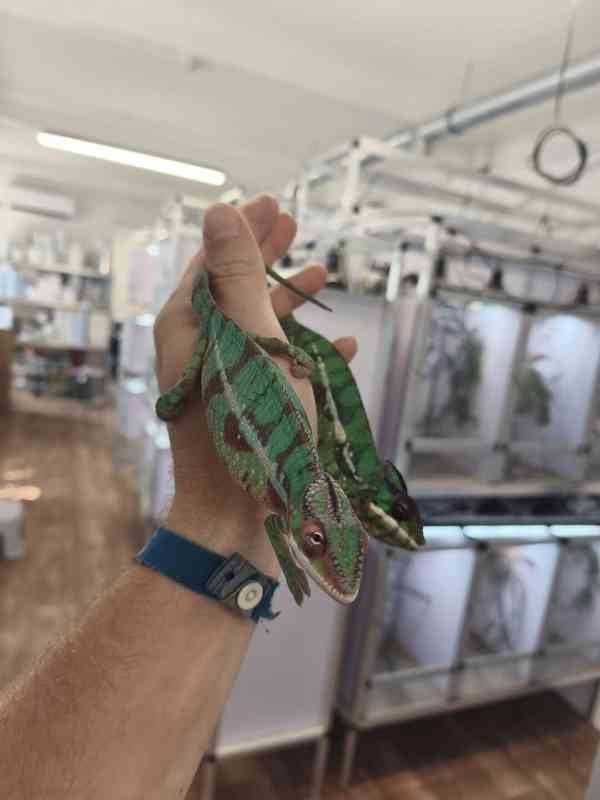 Furcifer pardalis ( Chameleon pardálí ) - foto 6