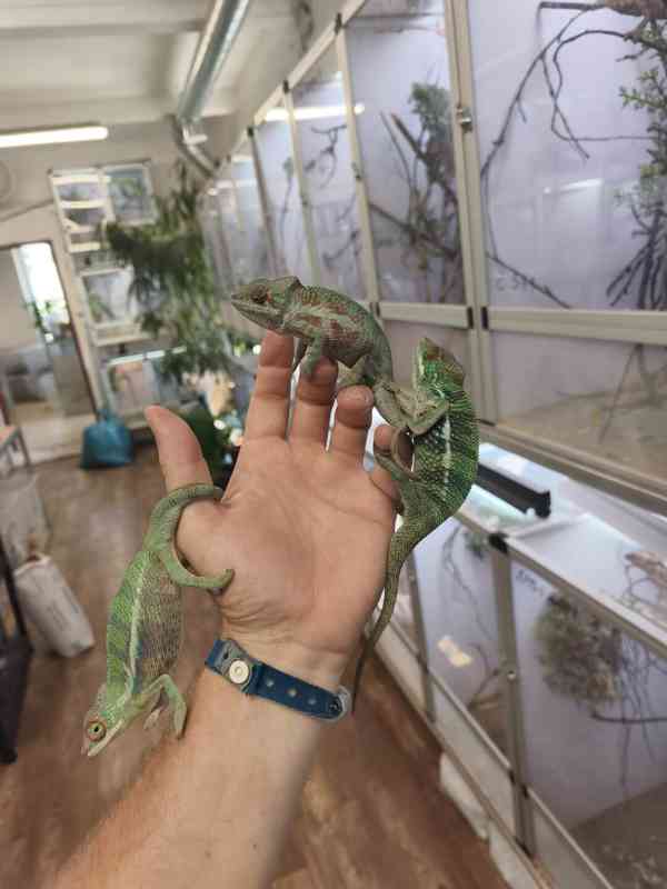 Furcifer pardalis ( Chameleon pardálí ) - foto 3