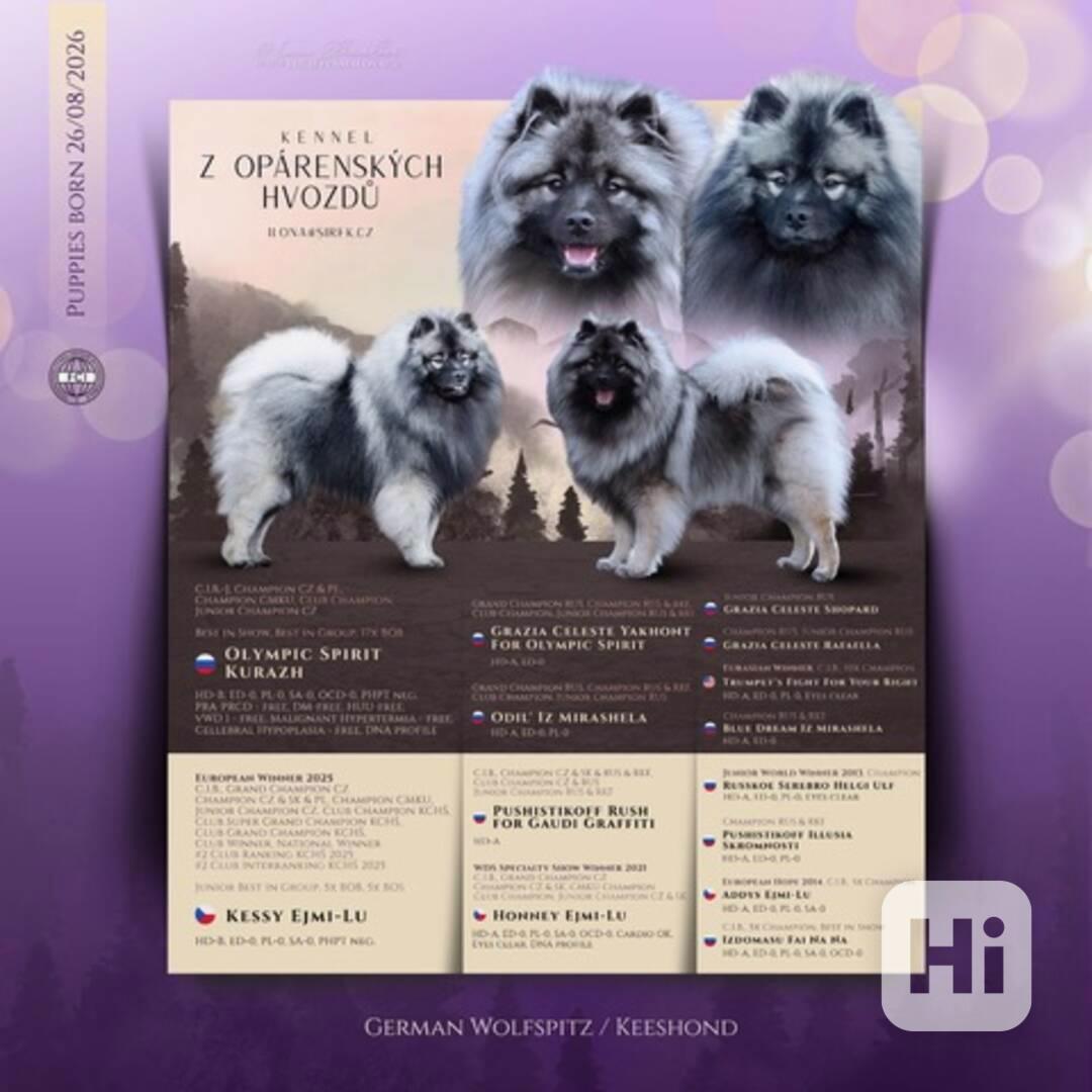 Německý vlčí špic/Keeshond štěňata s PP FCI - foto 1