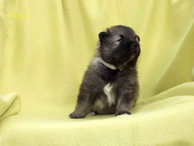 Německý vlčí špic/Keeshond štěňata s PP FCI - foto 5