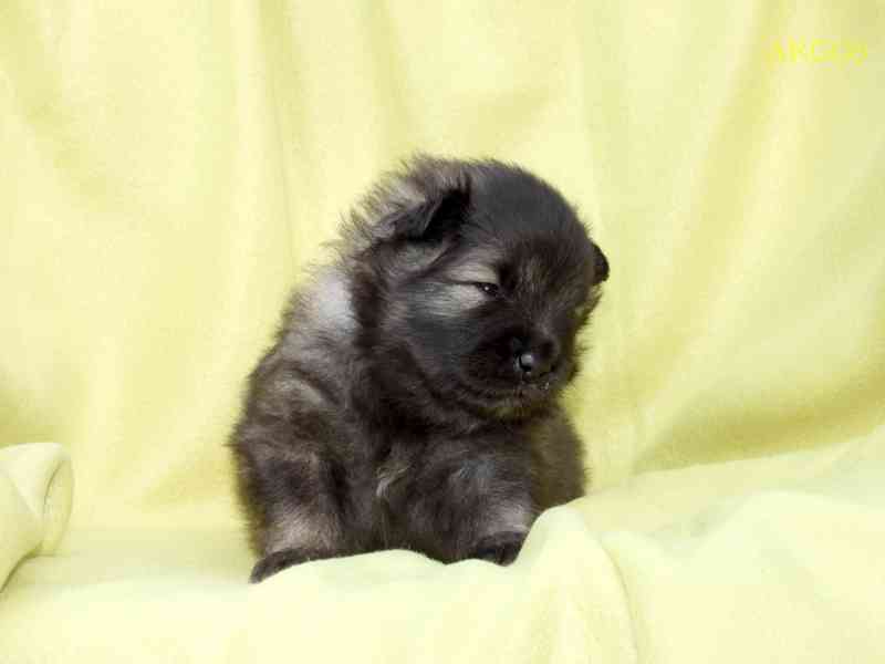 Německý vlčí špic/Keeshond štěňata s PP FCI - foto 10