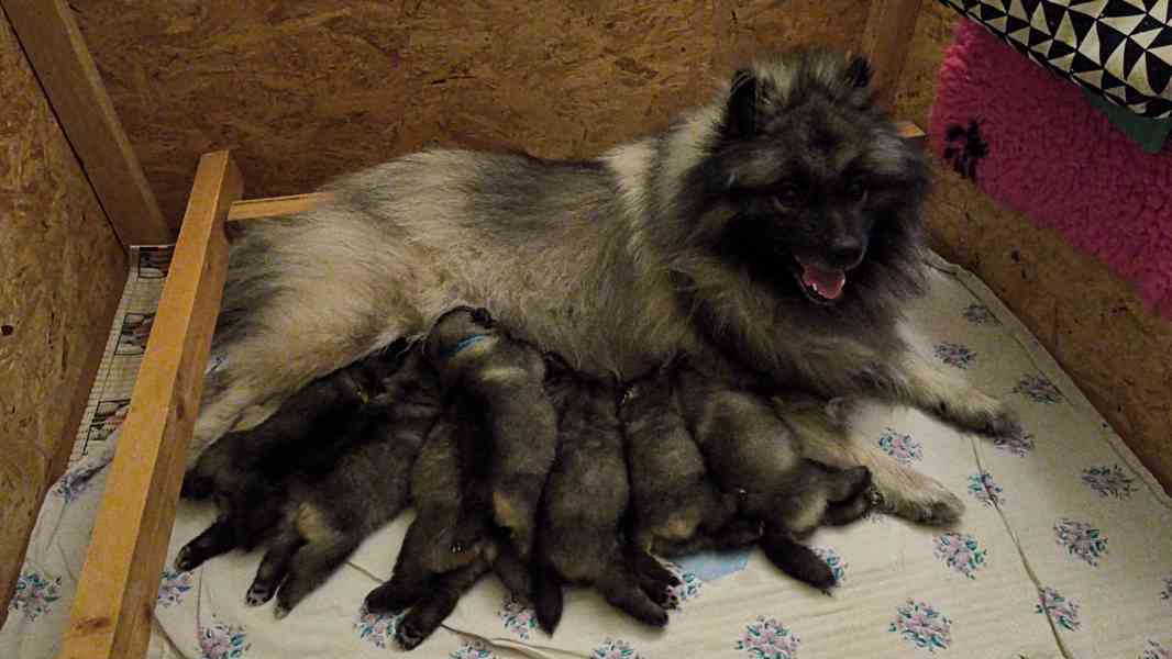 Německý vlčí špic/Keeshond štěňata s PP FCI - foto 3