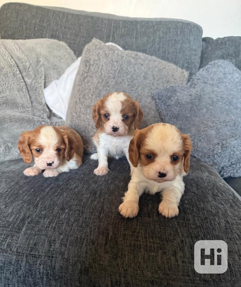 Štěňata Cavalier King Charles s na prodej - foto 1