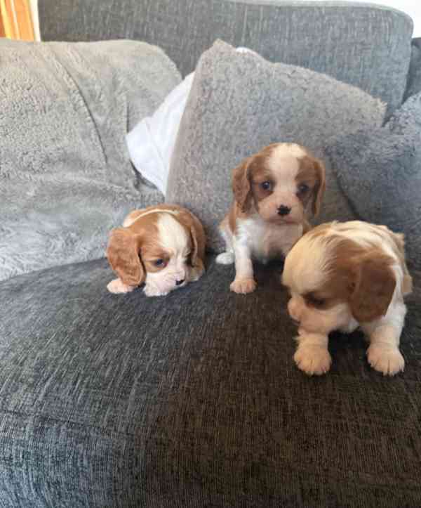 Štěňata Cavalier King Charles s na prodej - foto 5