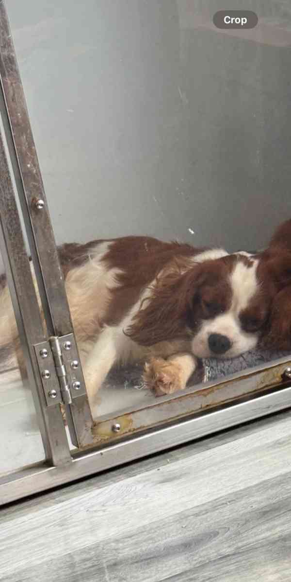 Štěňata Cavalier King Charles s na prodej - foto 2