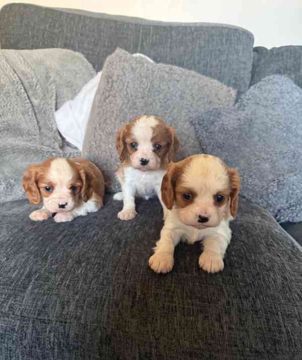 Štěňata Cavalier King Charles s na prodej - foto 1
