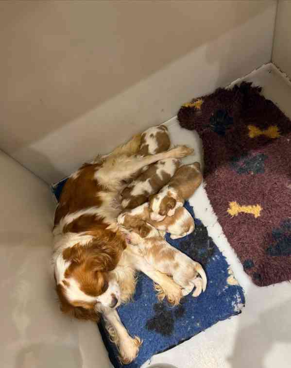 Štěňata Cavalier King Charles s na prodej - foto 4