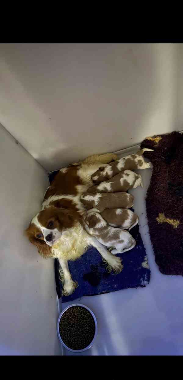 Štěňata Cavalier King Charles s na prodej - foto 3