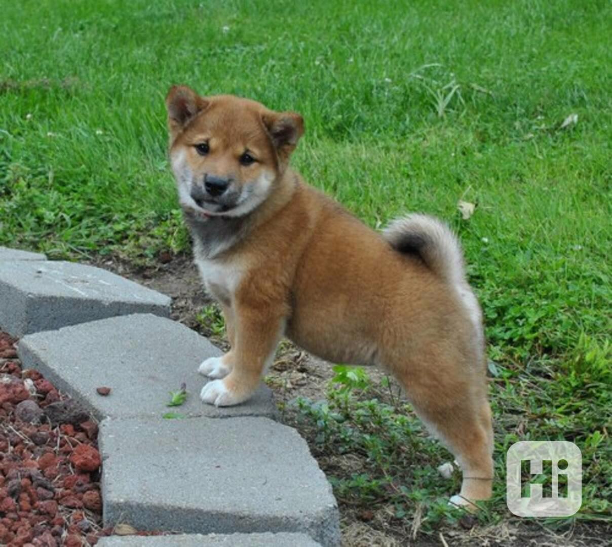 Štěňata čistokrevného plemene Shiba Inu od Manyu. - foto 1