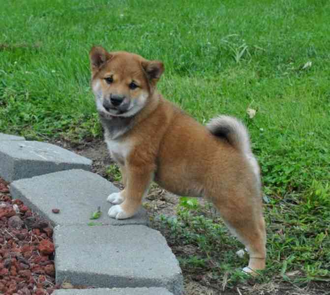 Štěňata čistokrevného plemene Shiba Inu od Manyu. - foto 1