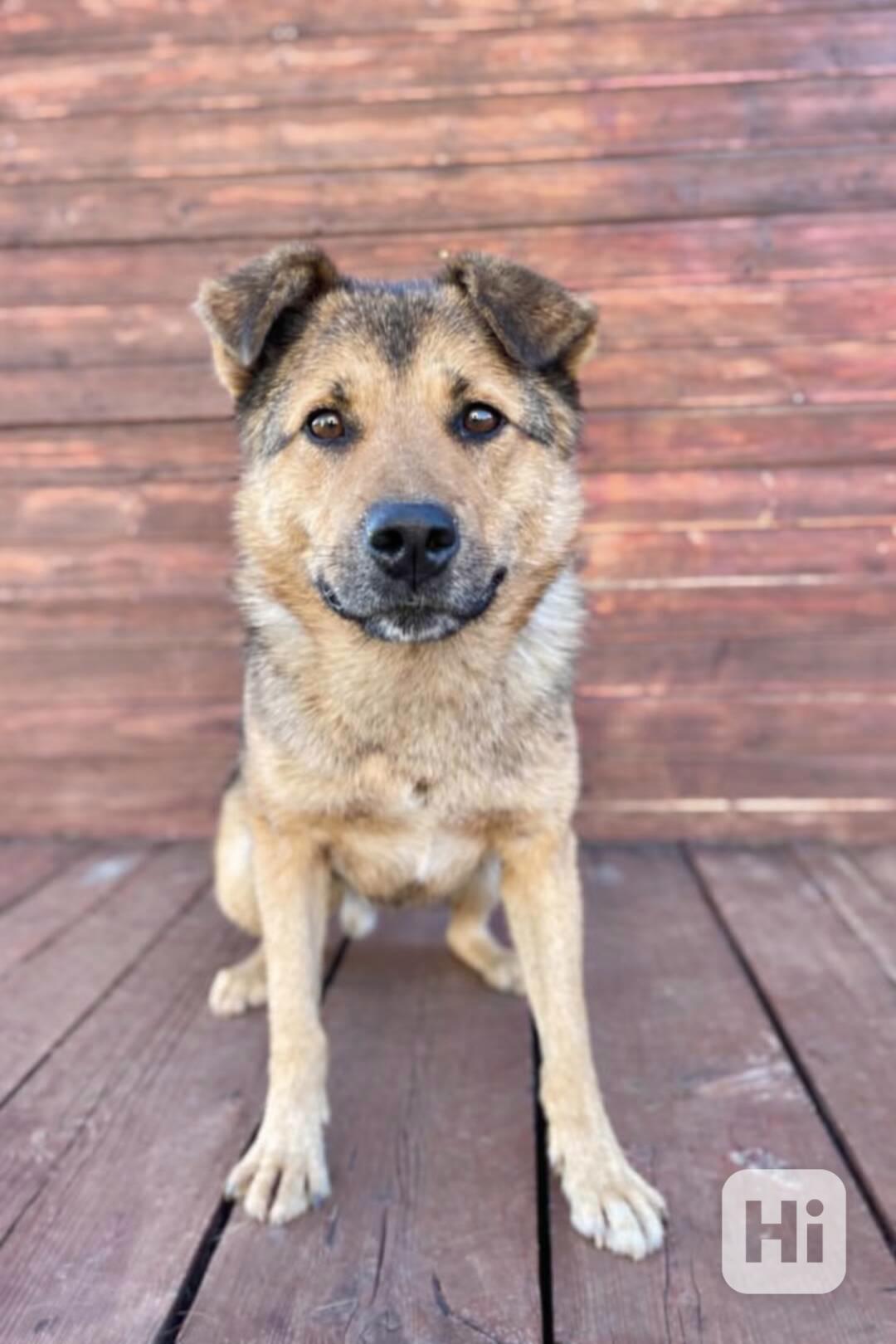 LAKY - kastrovaný psík 4 roky  - foto 1