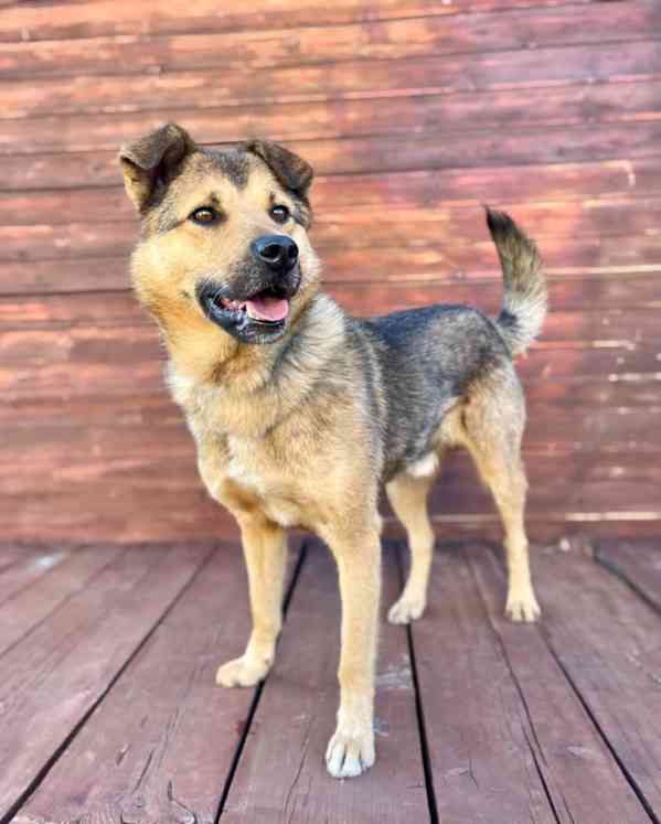 LAKY - kastrovaný psík 4 roky  - foto 4