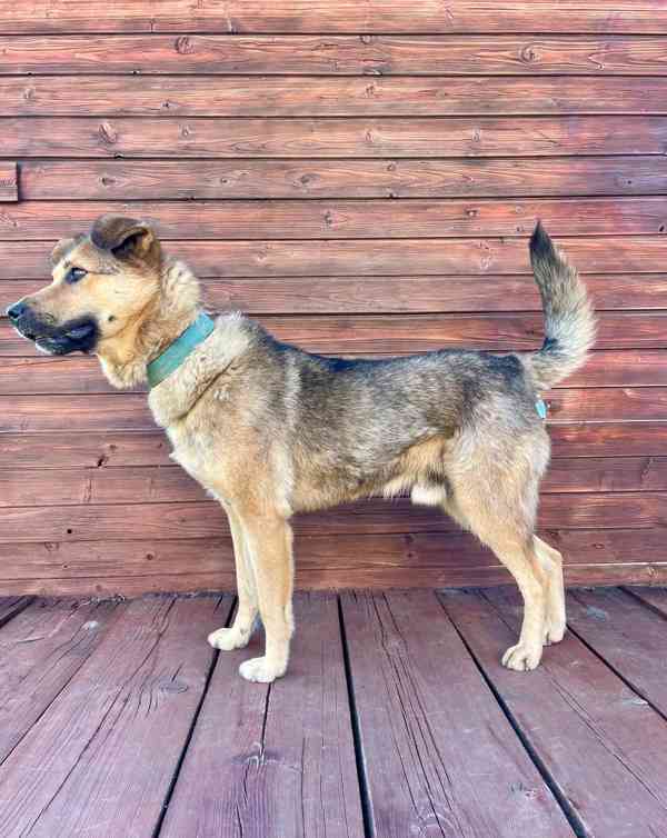 LAKY - kastrovaný psík 4 roky  - foto 3