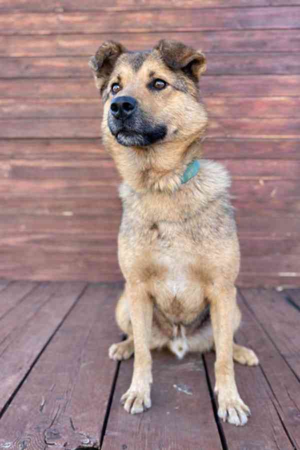 LAKY - kastrovaný psík 4 roky  - foto 2