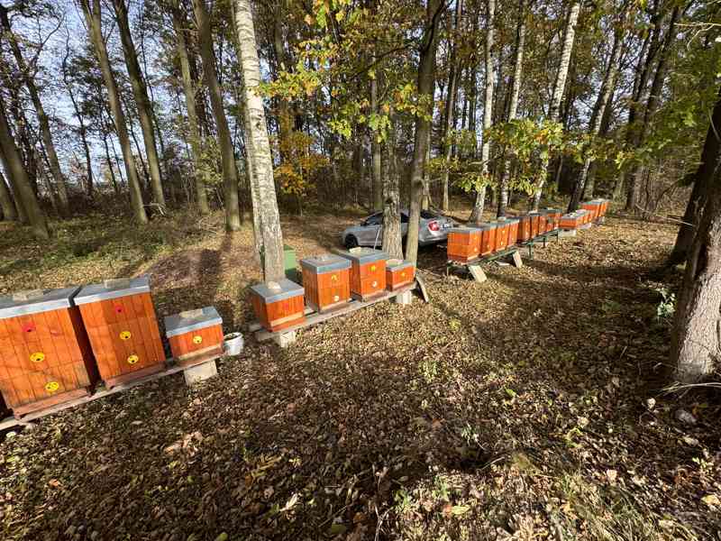 Včelí oddělky 39x24 - foto 5