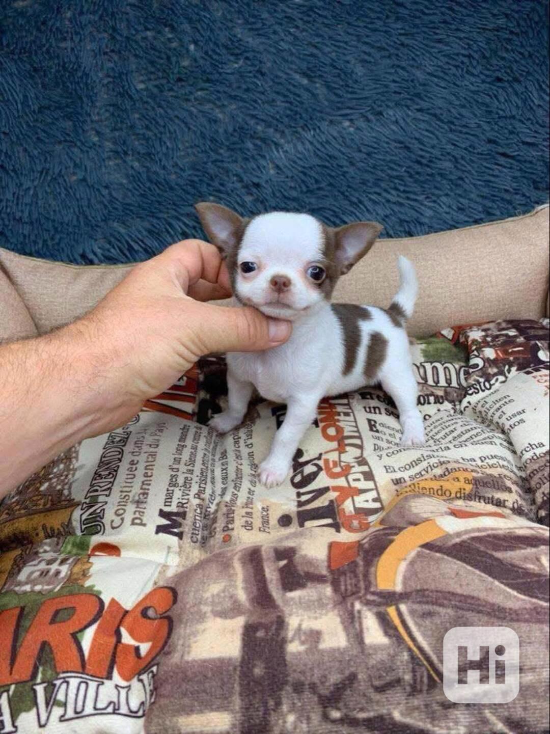 Štěňata čivavy - foto 1