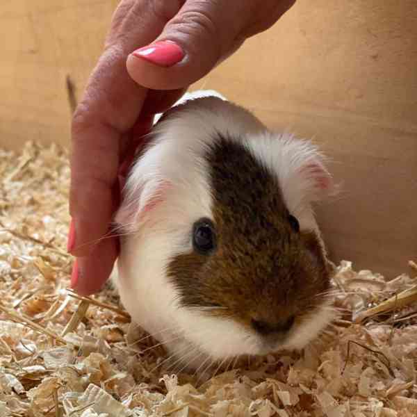 Krásná morčata k prodeji 