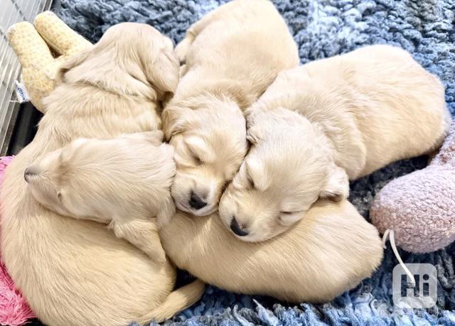 Chiots Saint-Bernard exceptionnels du Kennel Club - foto 1