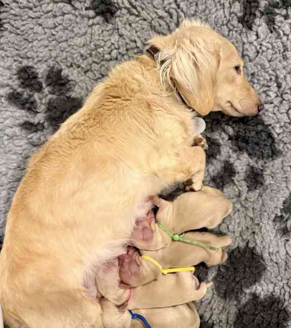 Chiots Saint-Bernard exceptionnels du Kennel Club - foto 6
