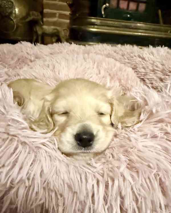 Chiots Saint-Bernard exceptionnels du Kennel Club - foto 4