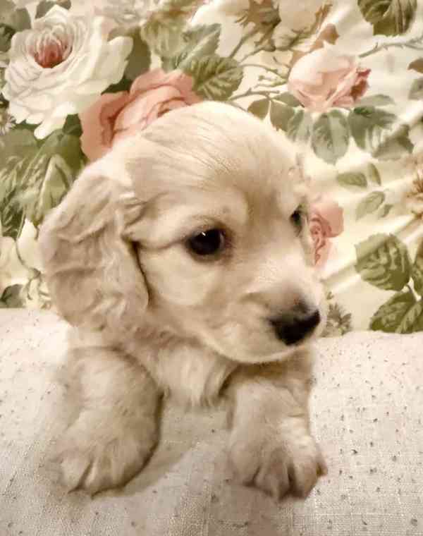 Chiots Saint-Bernard exceptionnels du Kennel Club - foto 2