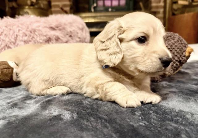 Chiots Saint-Bernard exceptionnels du Kennel Club - foto 3