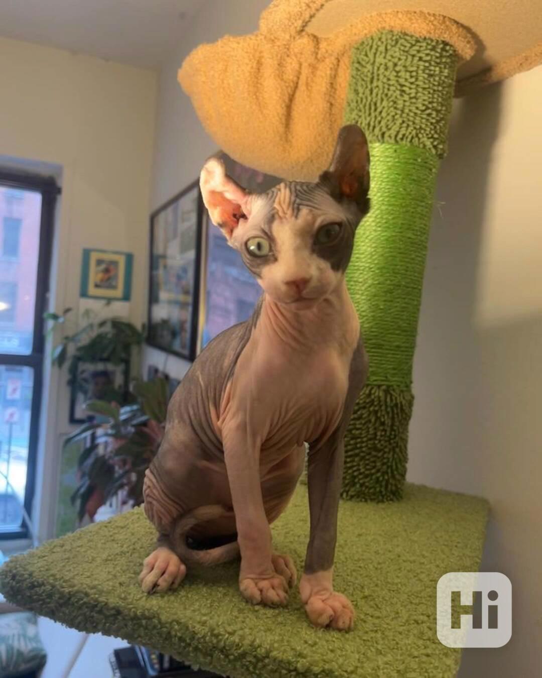 Váš vrásčitý, vřelý nejlepší přítel! - foto 1