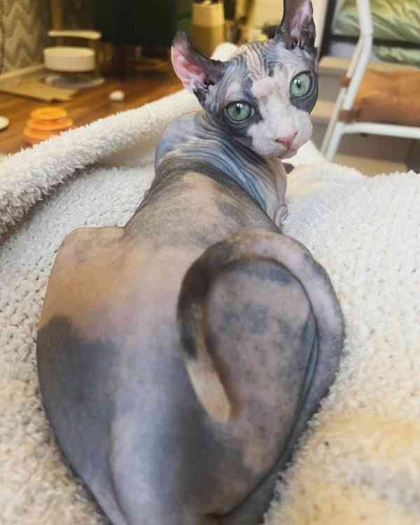 Váš vrásčitý, vřelý nejlepší přítel! - foto 2