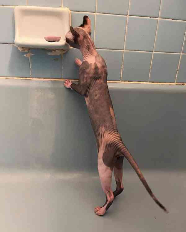 Váš vrásčitý, vřelý nejlepší přítel! - foto 3