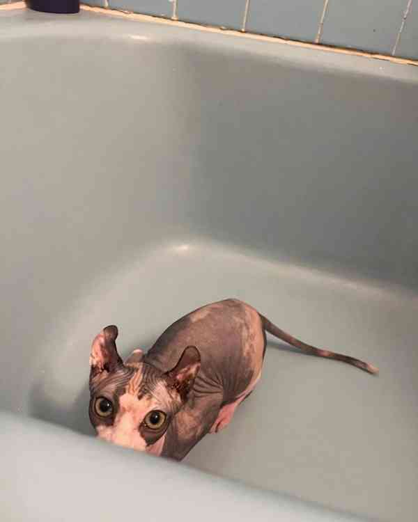 Váš vrásčitý, vřelý nejlepší přítel! - foto 4