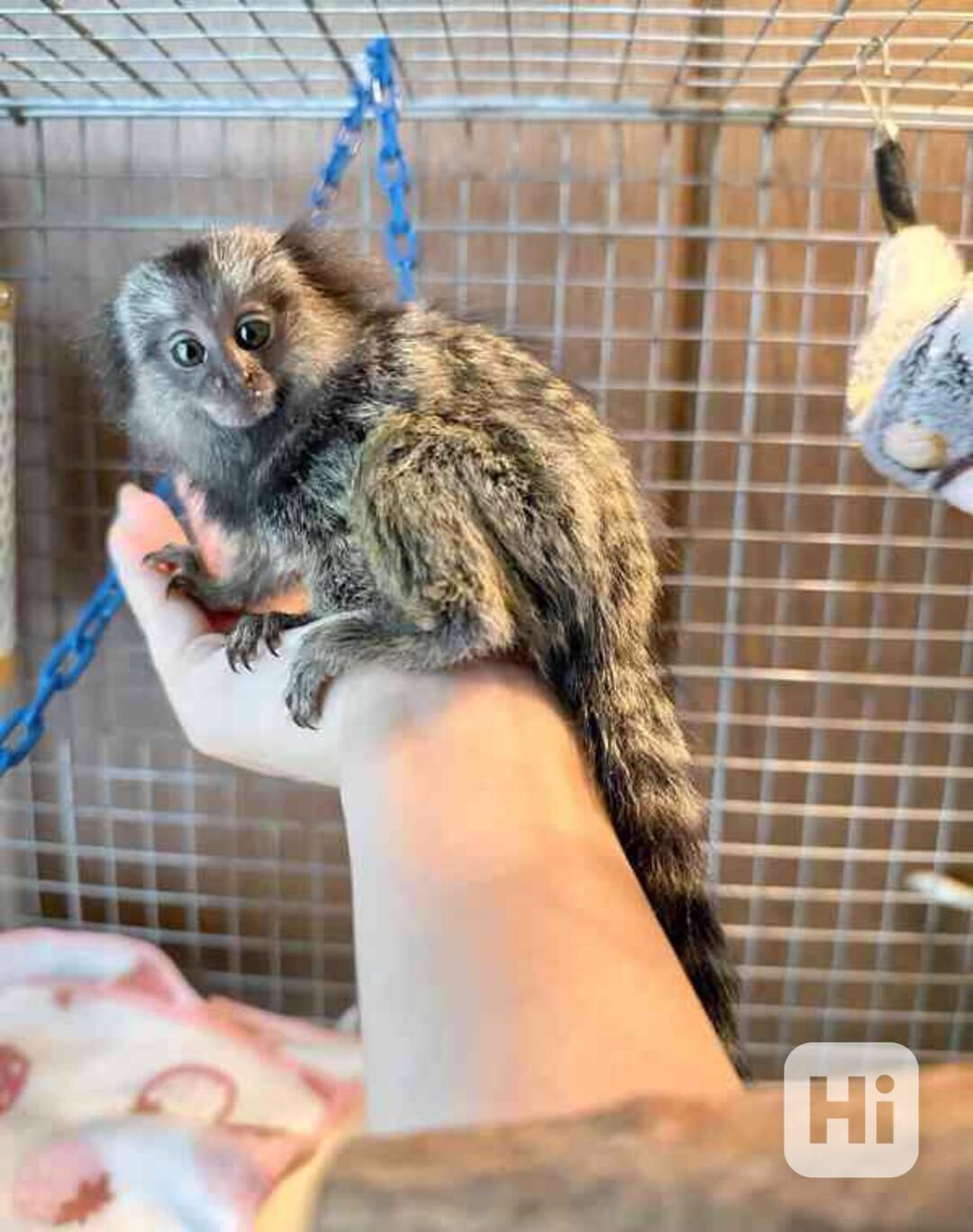 Prodej kosmanů trpasličích - foto 1