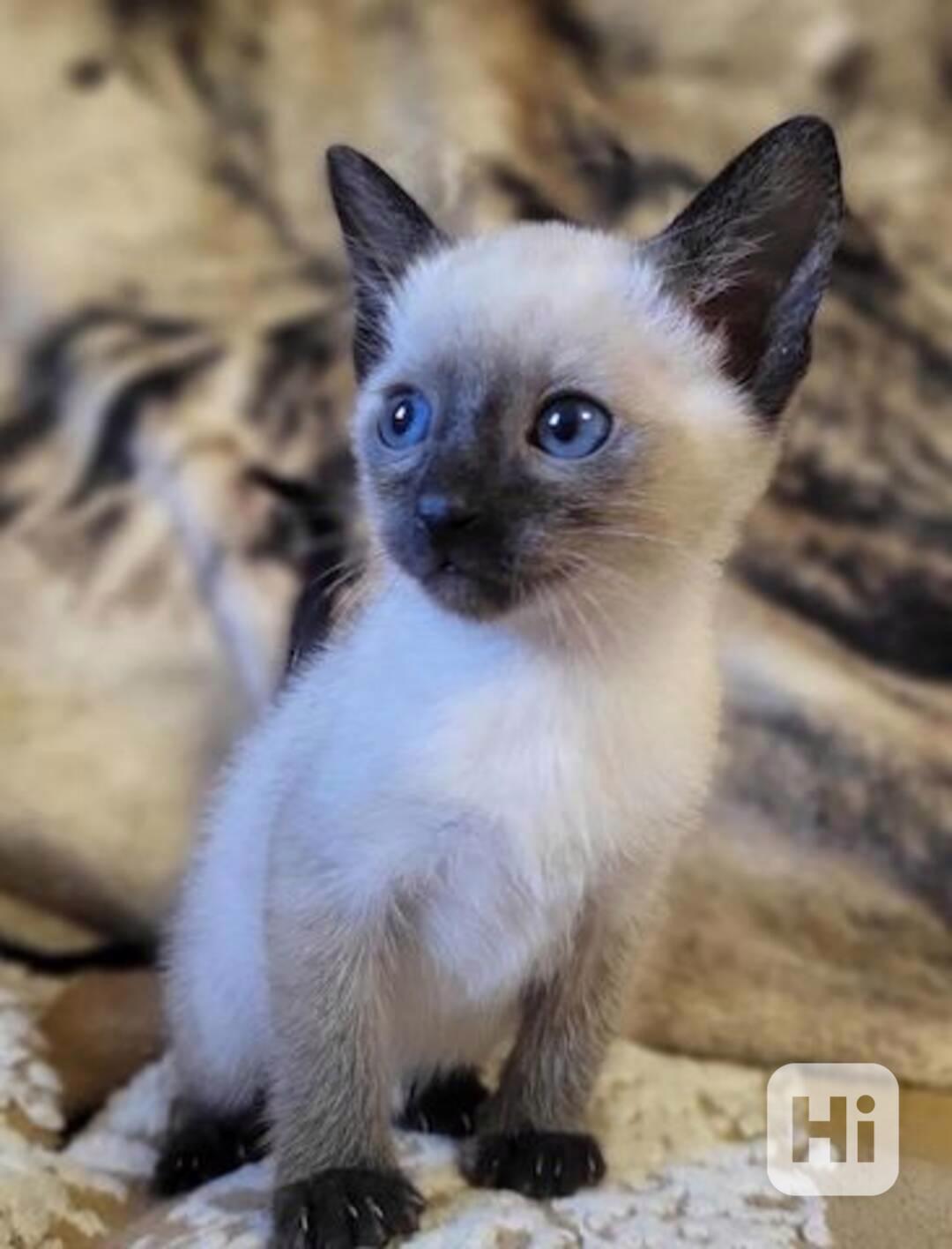 Siamská koťátka s pp - foto 1