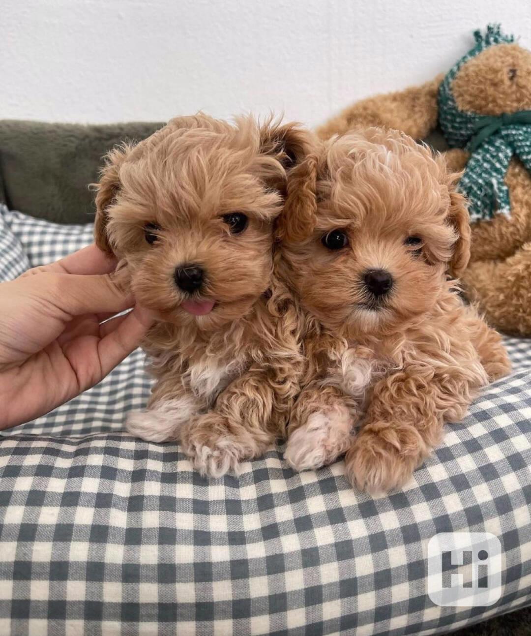 Krásná štěňátka pejska a fenky Maltipoo. - foto 1
