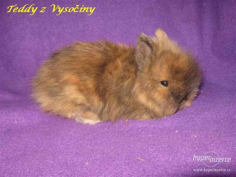 Teddy miminko s VP - foto 1