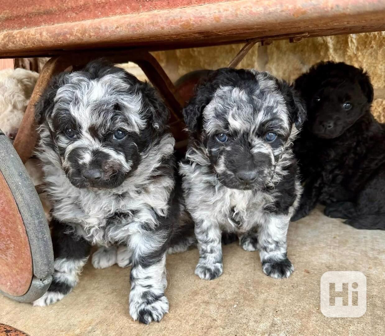 Roztomilá štěňata maďarského mudiho - foto 1