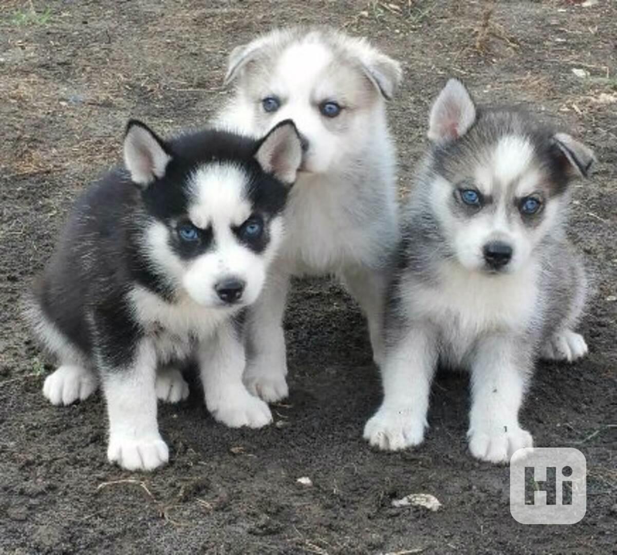 krásná štěňátka sibiřského huskyho k adopci - foto 1