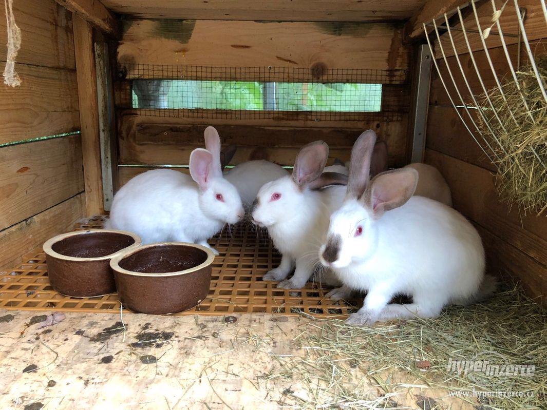 Prodám králíky Hyla - foto 1