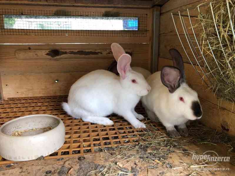 Prodám králíky Hyla - foto 2
