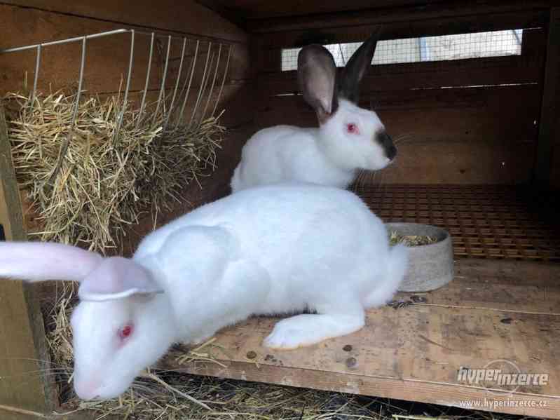 Prodám králíky Hyla - foto 3