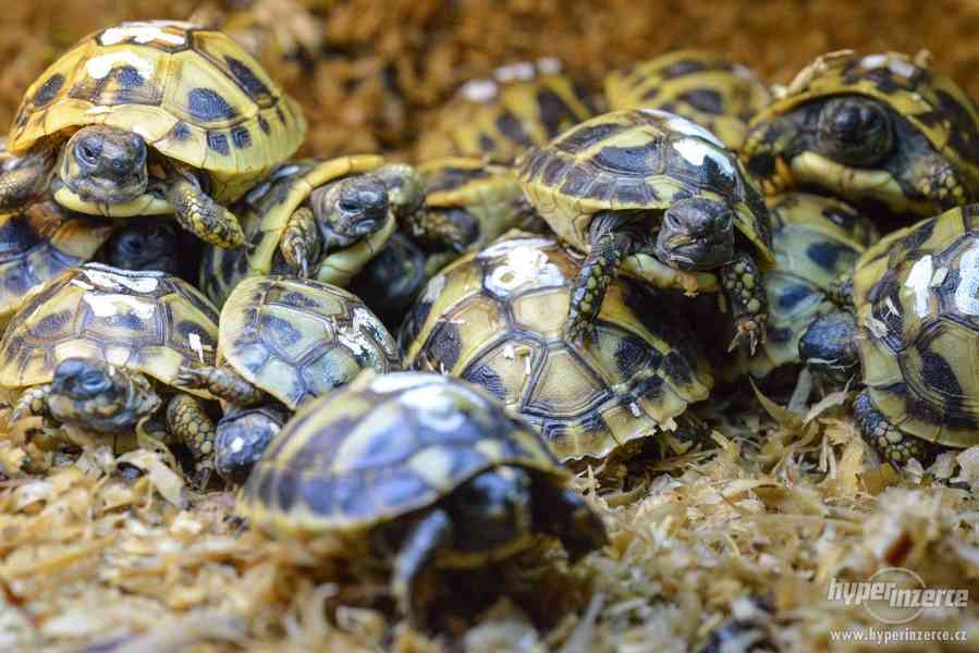 Prodám malé suchozemské želvy včetně vybavených terártií - foto 3