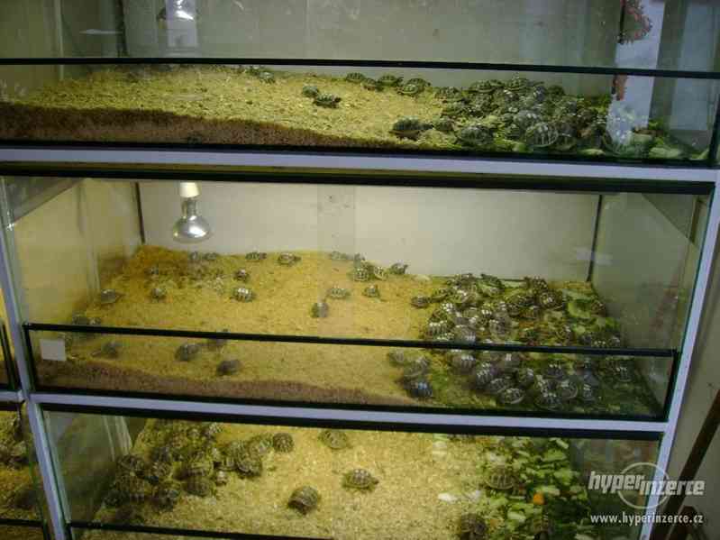Prodám malé suchozemské želvy včetně vybavených terártií - foto 10