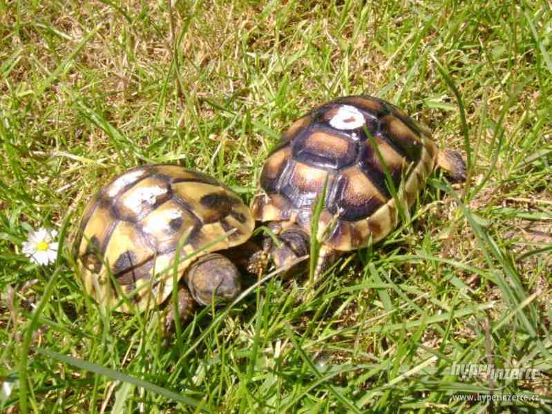Prodám malé suchozemské želvy včetně vybavených terártií - foto 11