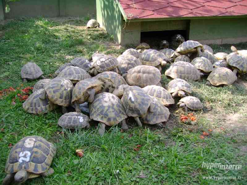 Prodám malé suchozemské želvy včetně vybavených terártií - foto 15