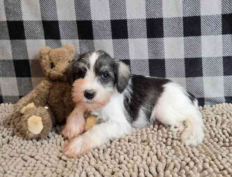 Štěňata miniaturního knírače - foto 2